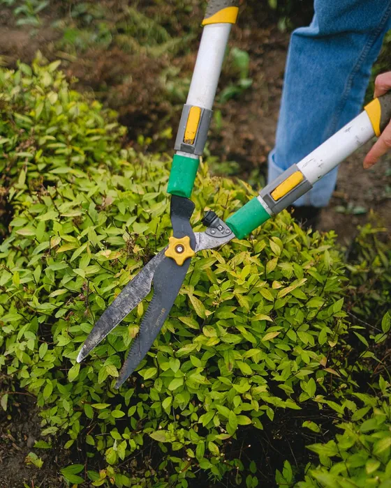 Shears trimming a hedge